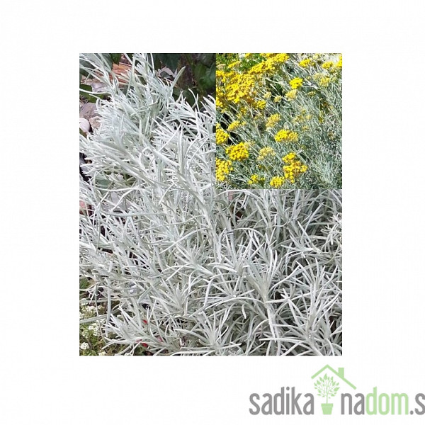 Laški smilj / Curry Plant (Helichrysum Italicum)