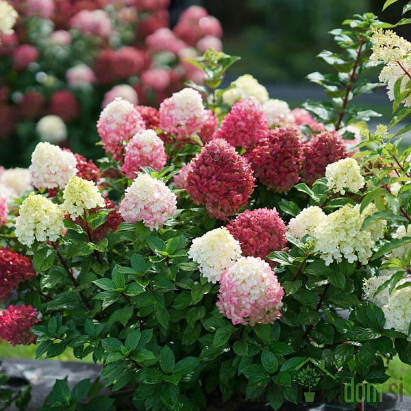 Latasta hortenzija (Hydrangea paniculata) 