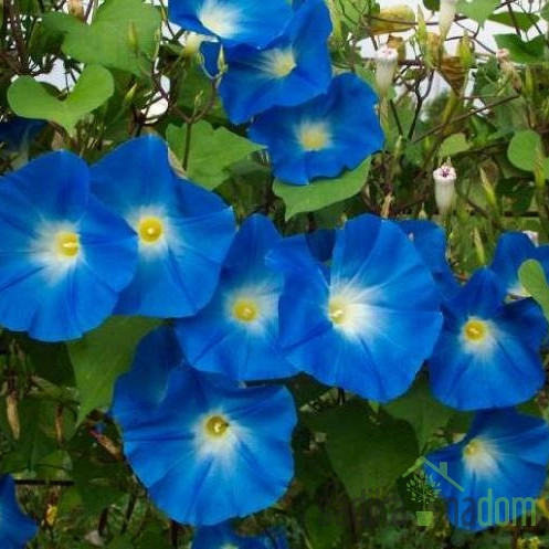 Seme Lepi slak - Heavenly Blue A3812