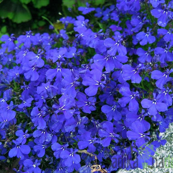Lobelija (Lobelia sp.)