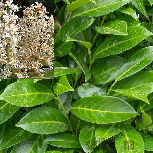 Lovorikovec Caucasica (Prunus laurocerasus)