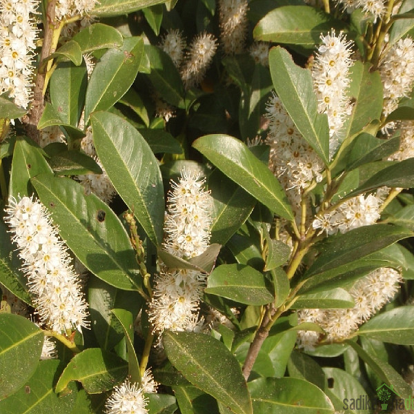 Lovorikovec Rotundifolia (Prunus laurocerasus)