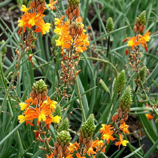 Mačji rep (bulbinella)