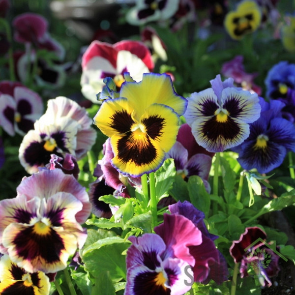 Mačeha (Viola hortensis)