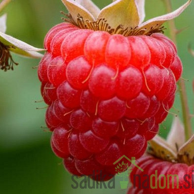 Malina Dolomia (rubus ideaus) - 2X RODNA