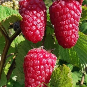 Malina Dorotea (rubus ideaus) - 2x RODNA