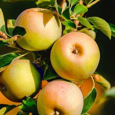 Stebričasta jablana Lopini