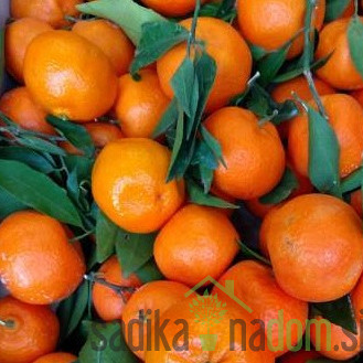 Mandarina Comune- navadna mandarina