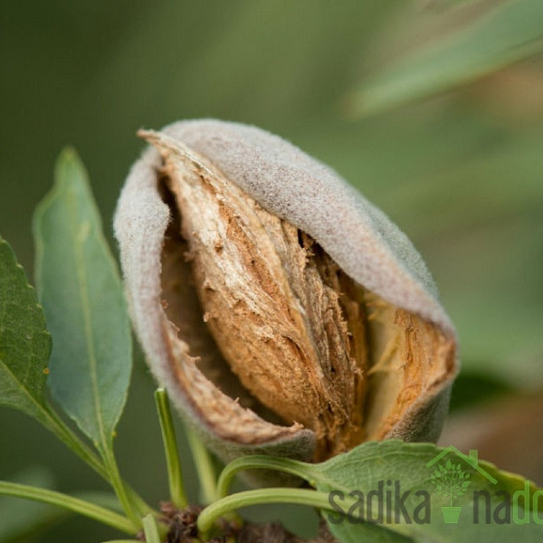 Mandelj Budateteny Botermo 