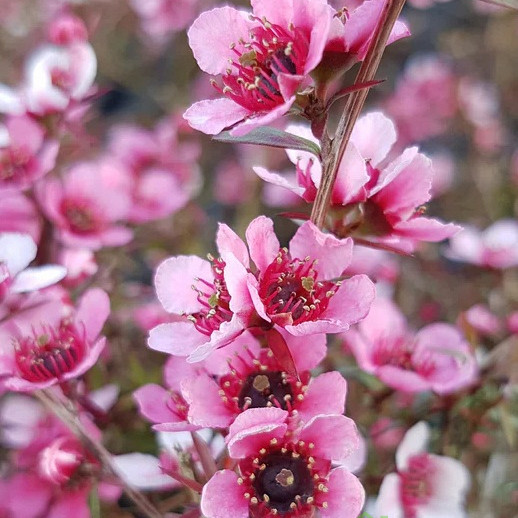 Manuka - čajni grm - MEDOVITA RASTLINA
