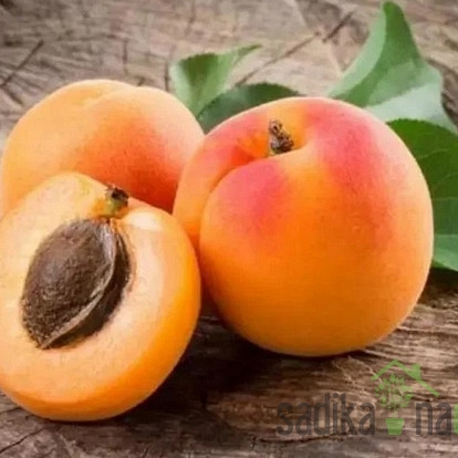 Marelica Debeli Flokar - ZELO DEBELA avtohtona