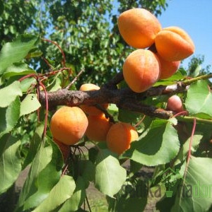 Marelica Novosadska kasnocvetna - REDKO POZEBE