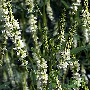 Seme Medena detelja (melilotus albus)