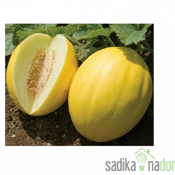 Melona medena Timon