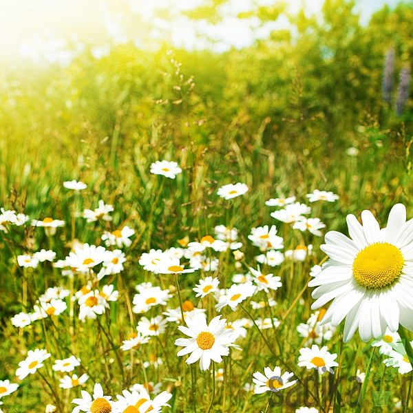 Seme Mešanica poletnih cvetlic
