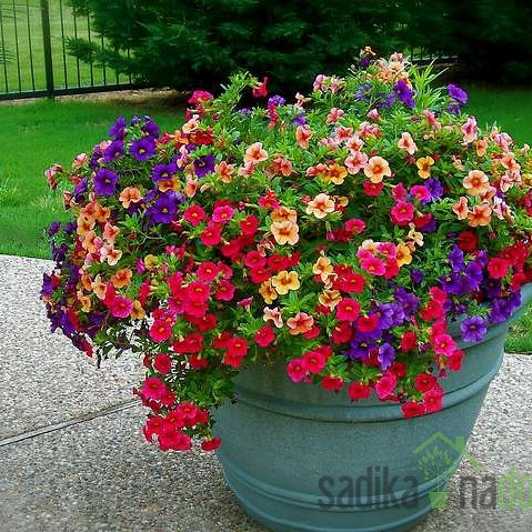 Milijon zvončkov (Calibrachoa Millionbells)