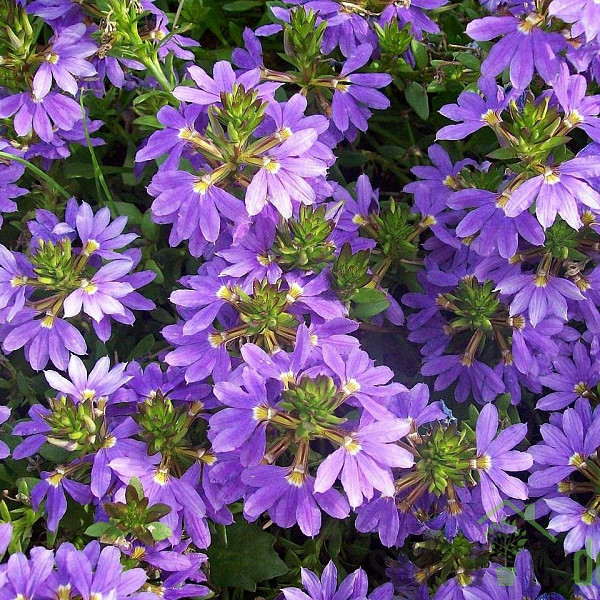 Modri čudež (Scaevola saligna)