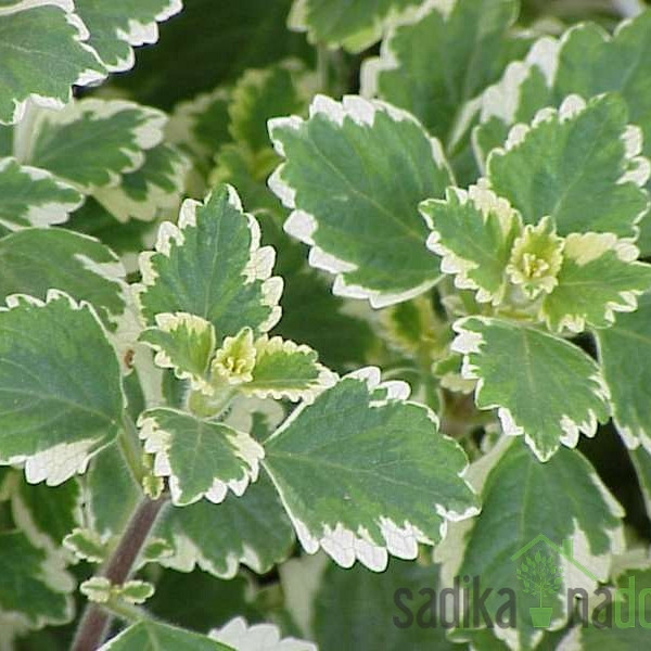 Moljevka (Plectranthus sp.)