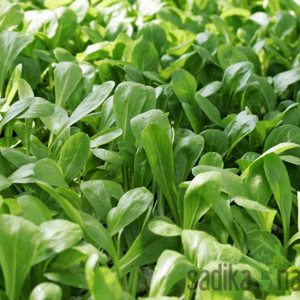 Seme Motovilec Pomladin A456