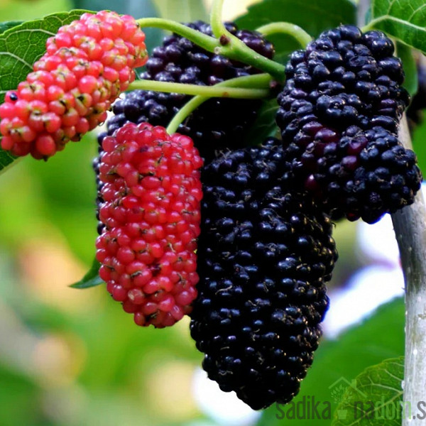 Murva Everbearing (morus nigra)