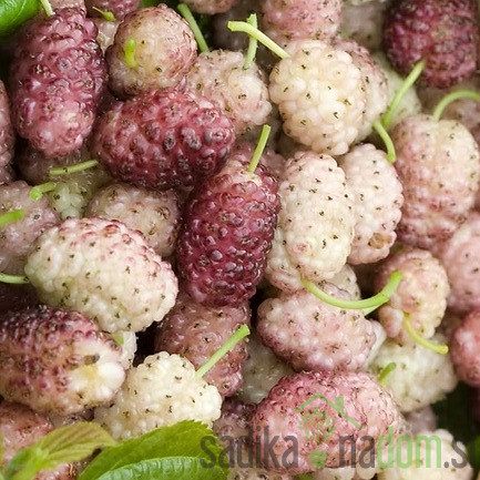 Murva Sangue e latte 