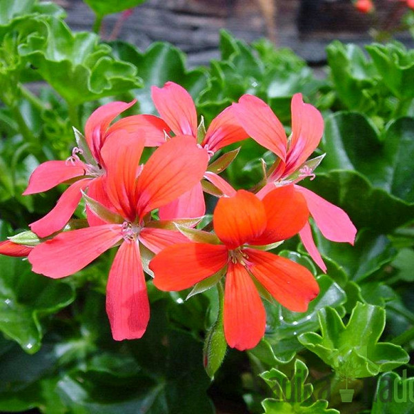 Navadna bršljanka (Pelargonium cascade)