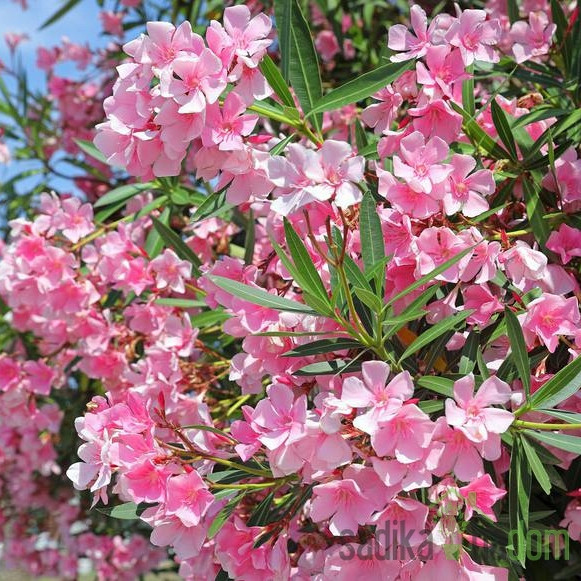 Navadni oleander (Nerium oleander)