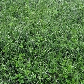 Seme Njiva 2 - večletna kompleksna deteljno travna mešanica