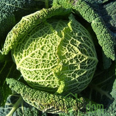 Seme ohrovt Di Castelnuovo Invernale 102