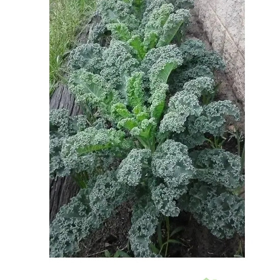 Ohrovt kodrolistni Winterbor/ Reflex