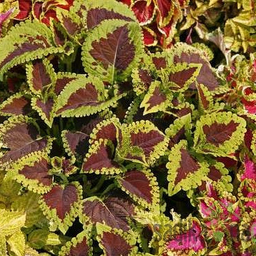 Okrasna kopriva (Coleus x Blumei)