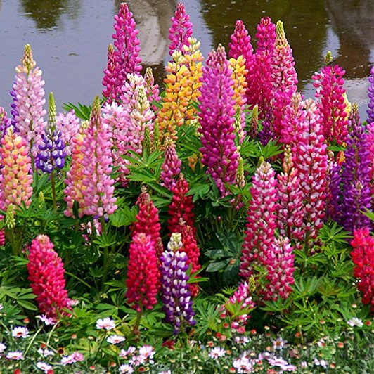 Seme Okrasna lupina / volčji bob - Lupinus Polyphyllus  A4189