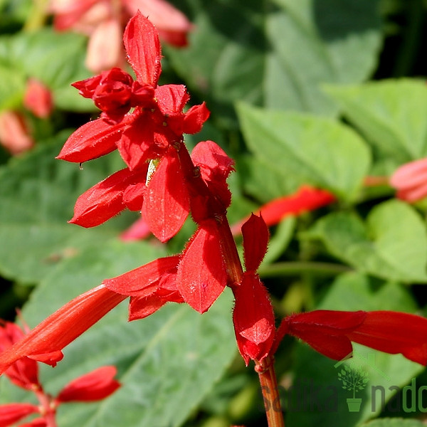 Seme Okrasna rdeča kadulja - salvija A5174