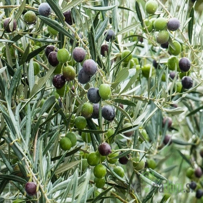 Oljka Arbequina - SAMOOPLODNA