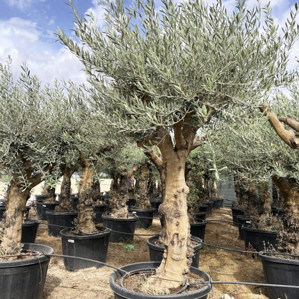 Oljka High Trunk Branched (90 let)