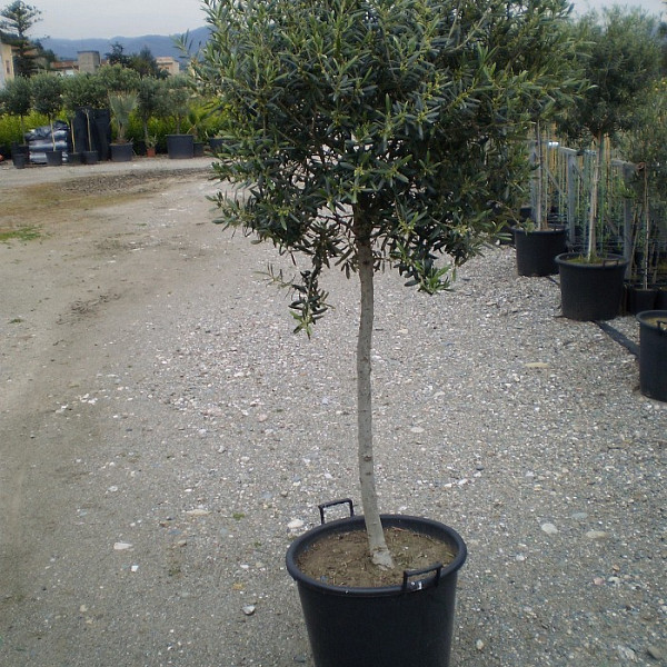 Oljka na deblu (Olea Europaea)