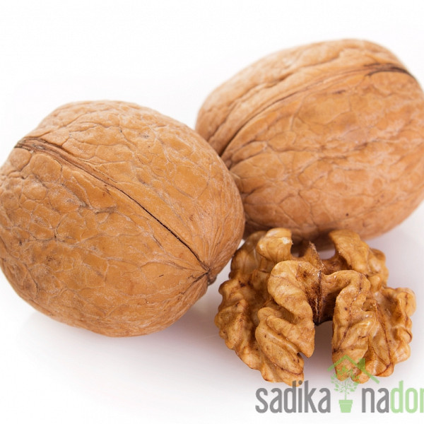 Oreh Chandler - EXTREMNO DEBEL