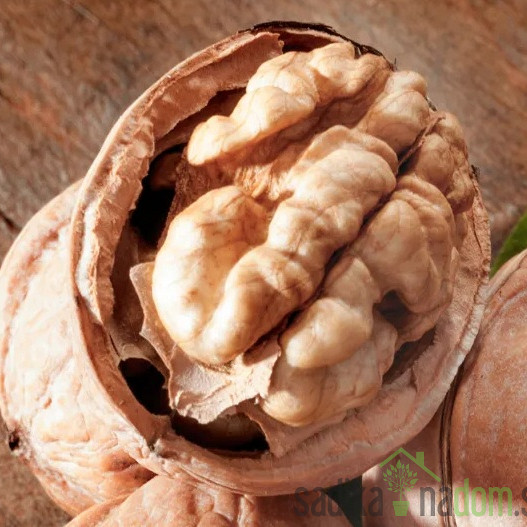 Oreh Ronde de Montignac