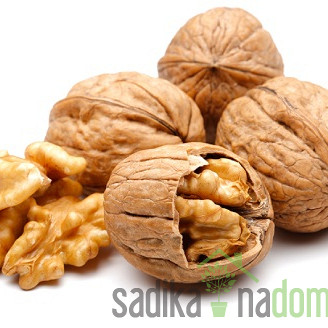 Oreh Tulare - REDKO POZEBE