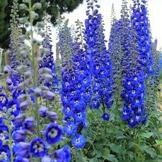 Ostrožnik (Delphinium Pacific Giant) Blue Bird