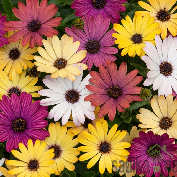 Osteospermum (Kapski meseček ali Afriška marjetica)