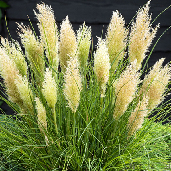 Pampaška trava (cortaderia selloana)