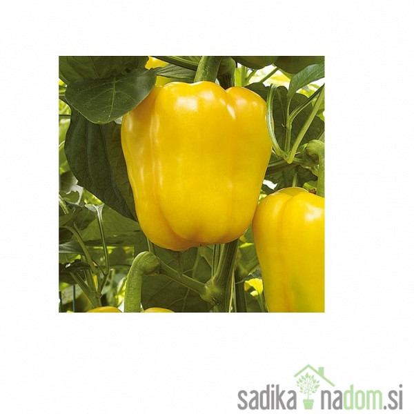 Paprika lulor - VELIKANKA