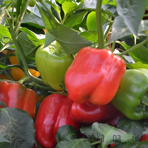 Seme Paprika Kalifornijsko čudo/ Californian Wonder A569