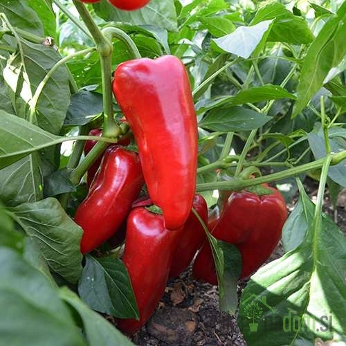 Paprika Kaptur