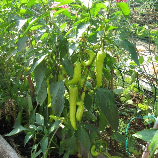 Seme Paprika Sivrija A530 