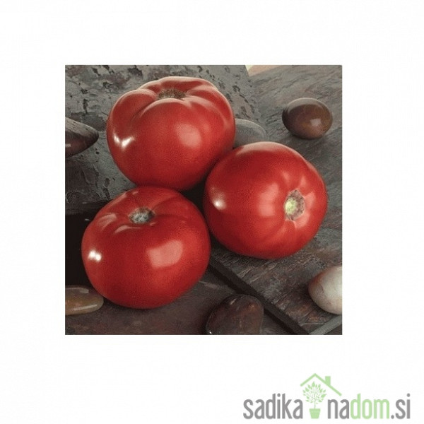 Seme paradižnik Bellarossa - PROFI