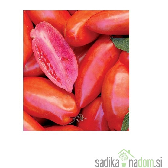 Paradižnik Bellandine