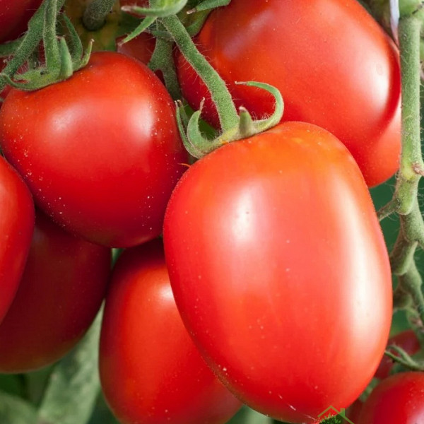 Paradižnik Dolcisio F1 - NIZKI ČEŠNJEVEC