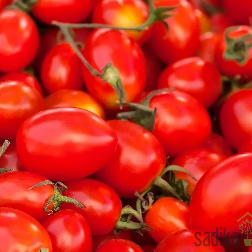 Paradižnik Lilly - DATELJEV